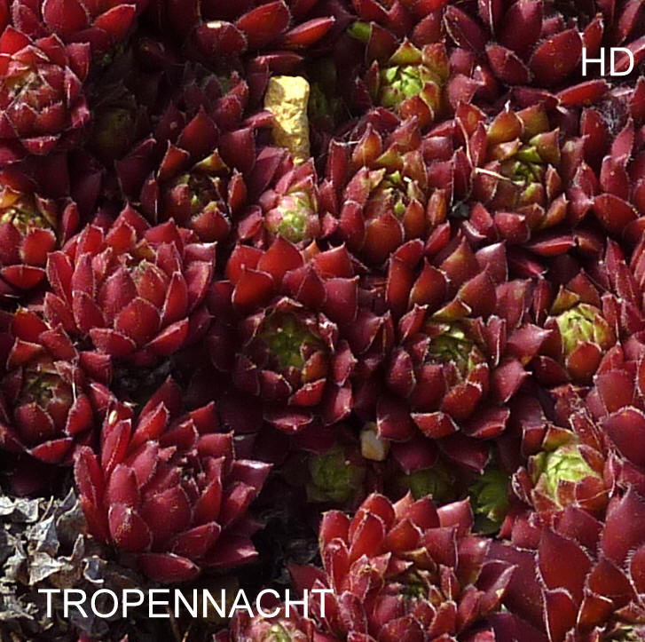 Tropennacht