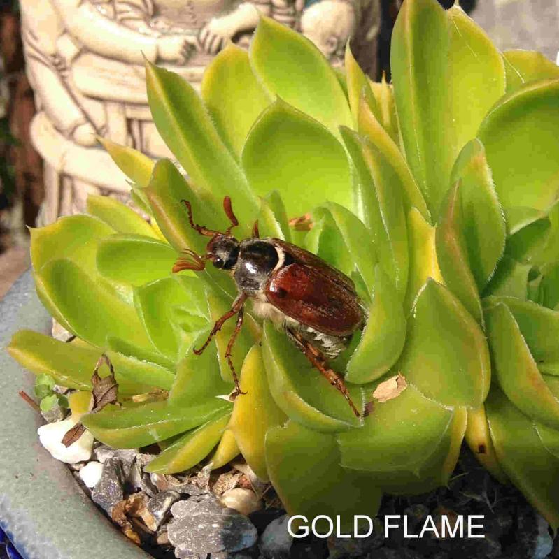 Gold Flame / Jovi