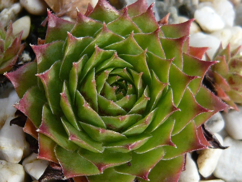 Samadhi