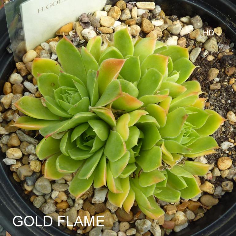 Gold Flame / Jovi