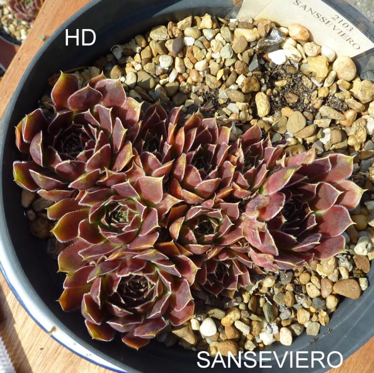 Sanseviero / Jovi