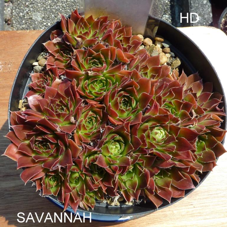 Savannah / Jovi
