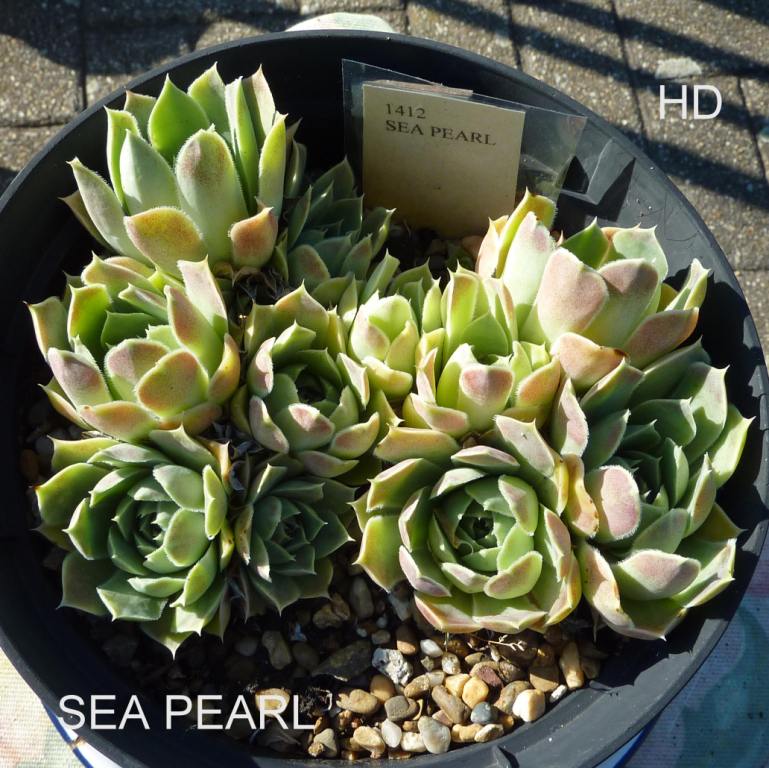 Sea Pearl / Jovi