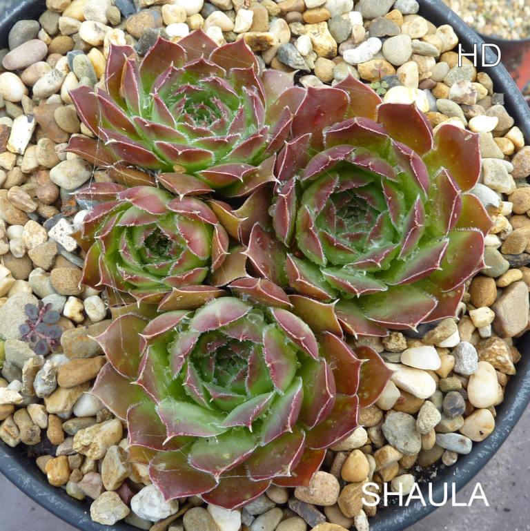 Shaula / Jovi