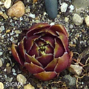 Sigma