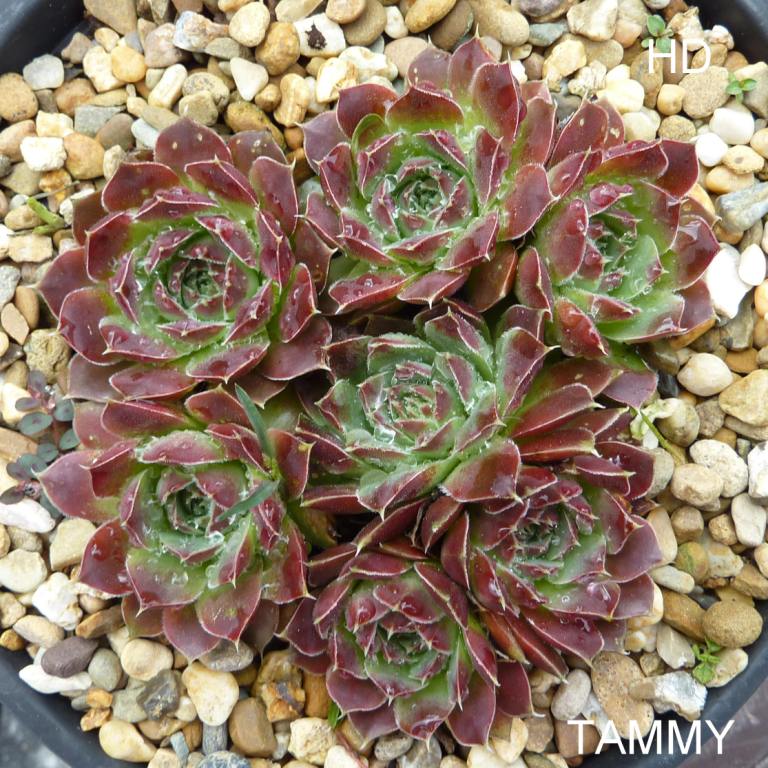 Tammy / Jovi
