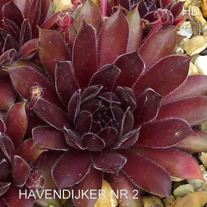 Havendijks Nr. 2