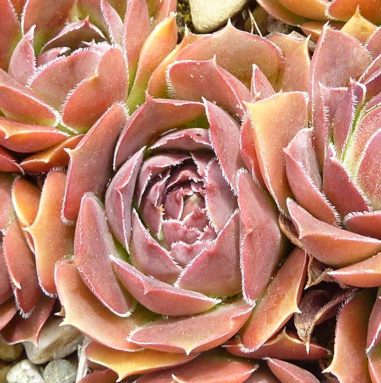 Globosa / Jovi