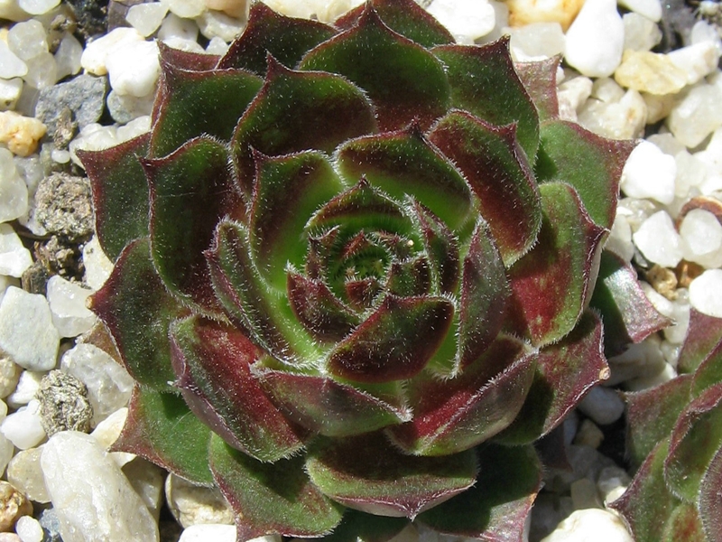 Samadhi