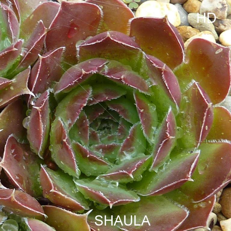 Shaula / Jovi