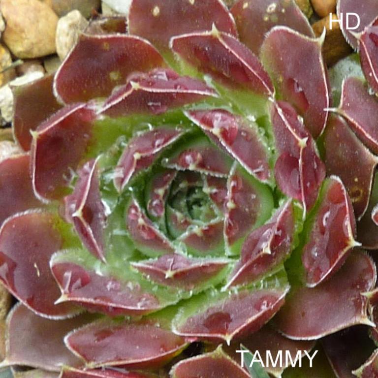 Tammy / Jovi