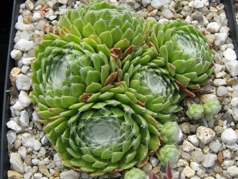 Spiralnebel
