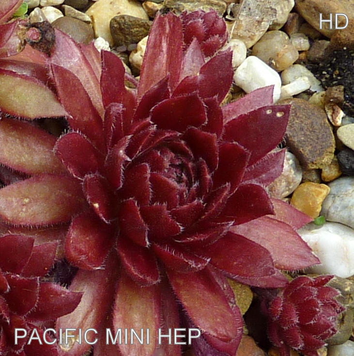 Pacific Mini Hep
