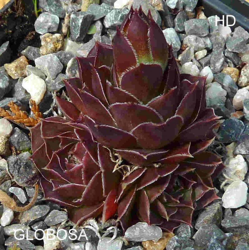 Globosa / Jovi