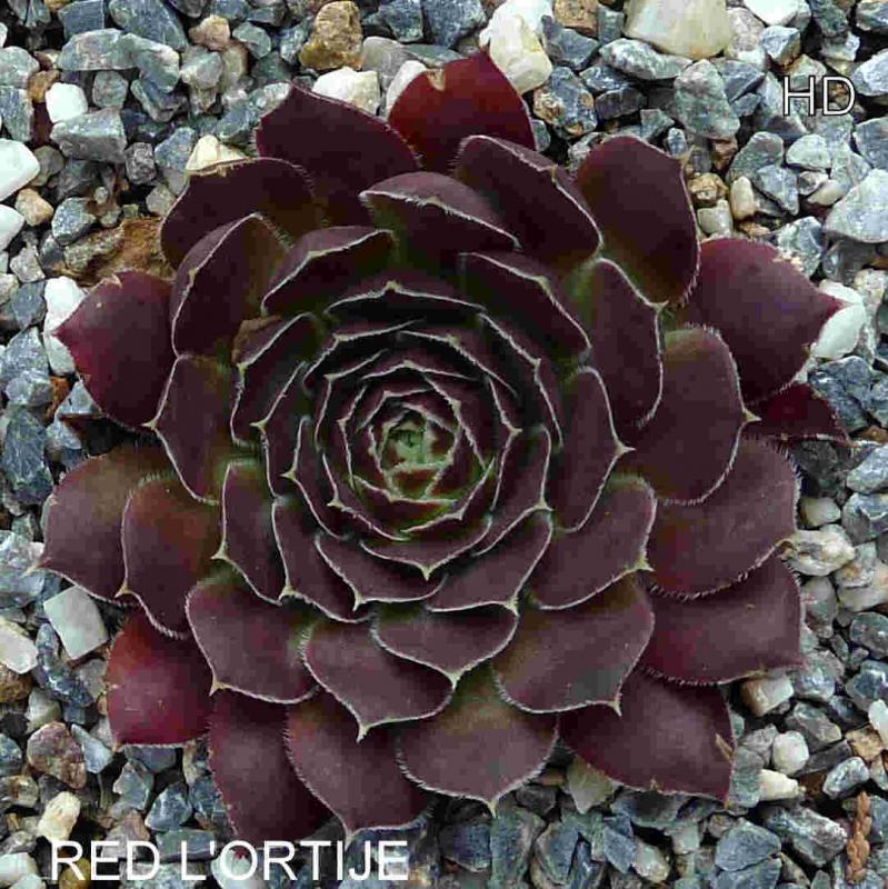 Red l'Ortije / Jovi