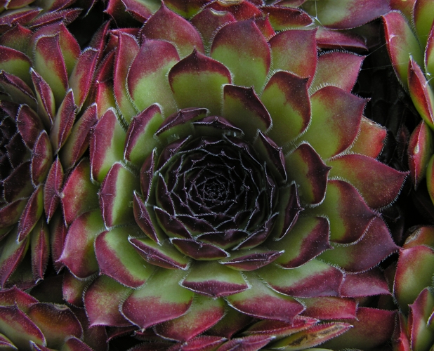 Sigma