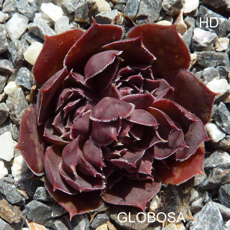 Globosa / Jovi