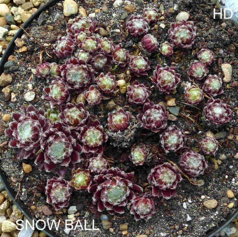 Snow Ball