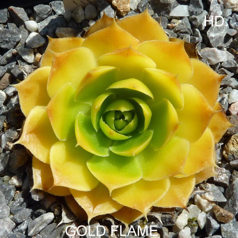 Gold Flame / Jovi
