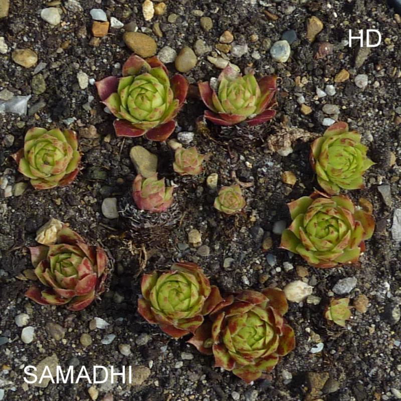 Samadhi