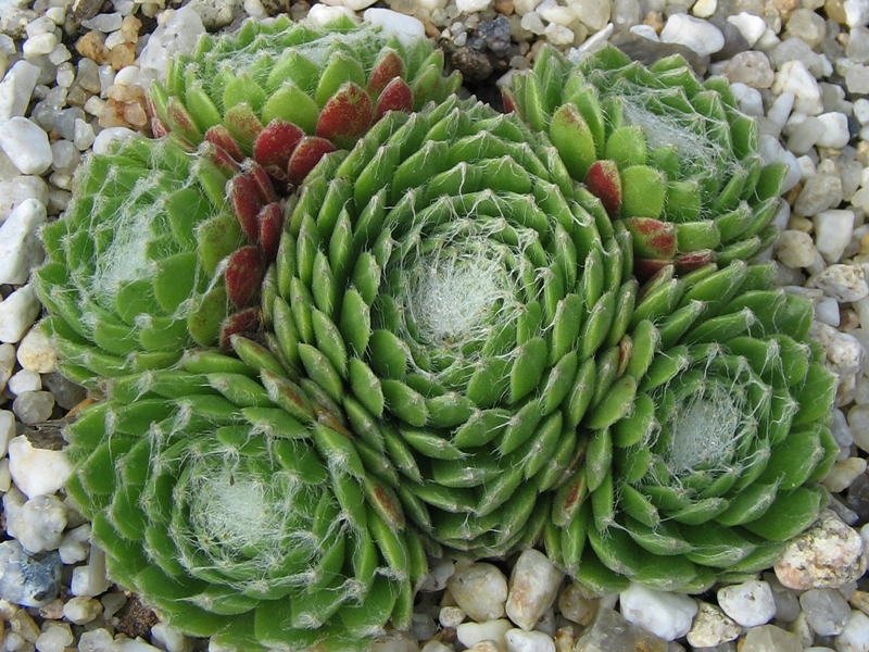 Spiralnebel