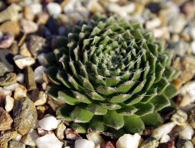 Spiralnebel