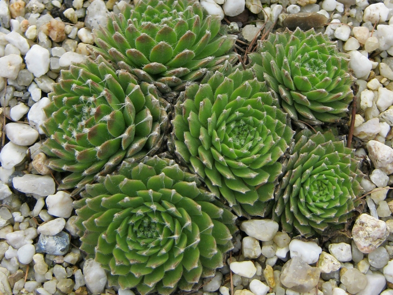 Spiralnebel