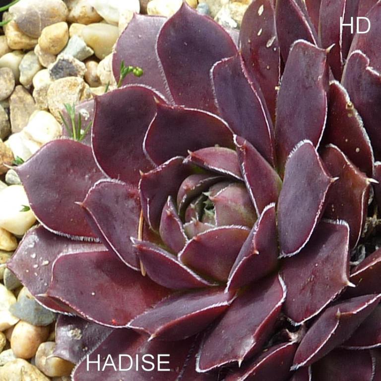 Hadise / Jovi
