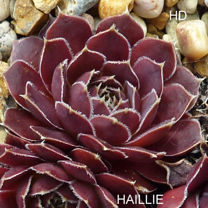 Haillie / Jovi