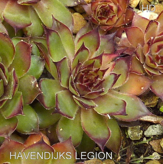 Havendijker Legion