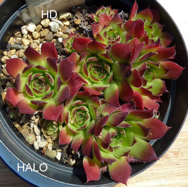 Halo / Jovi