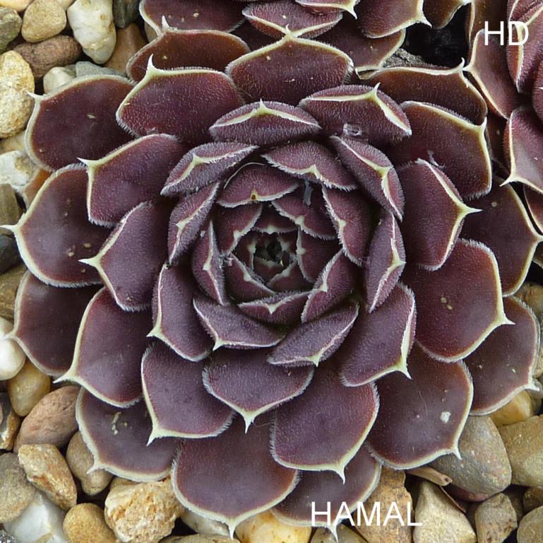 Hamal / Jovi