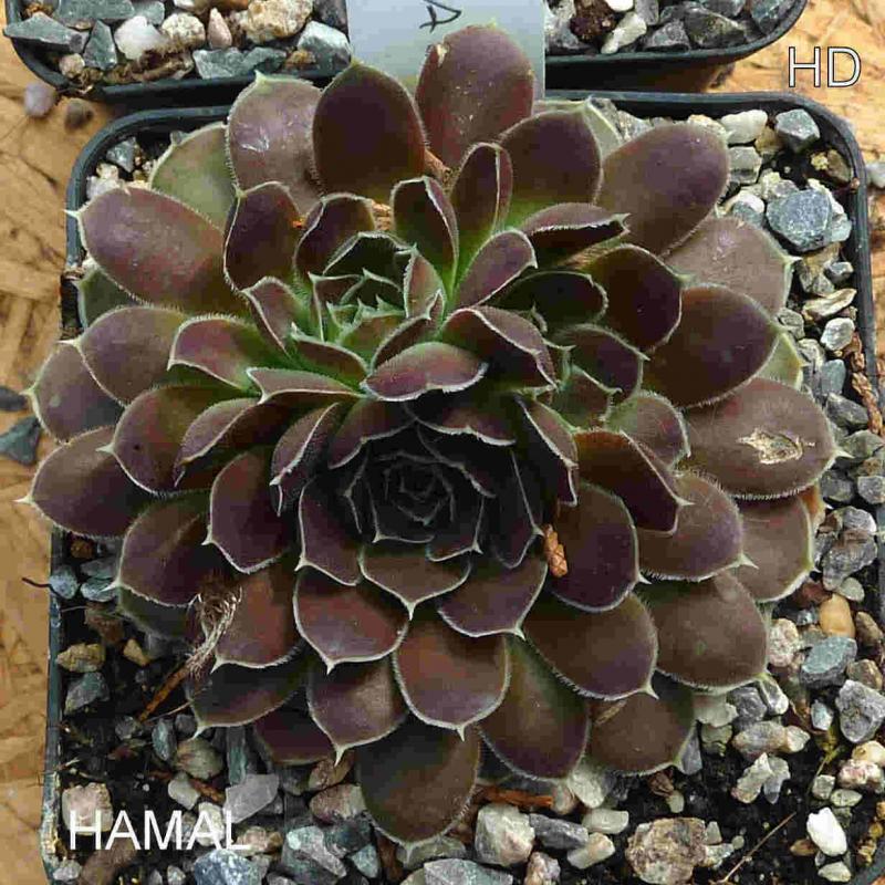 Hamal / Jovi