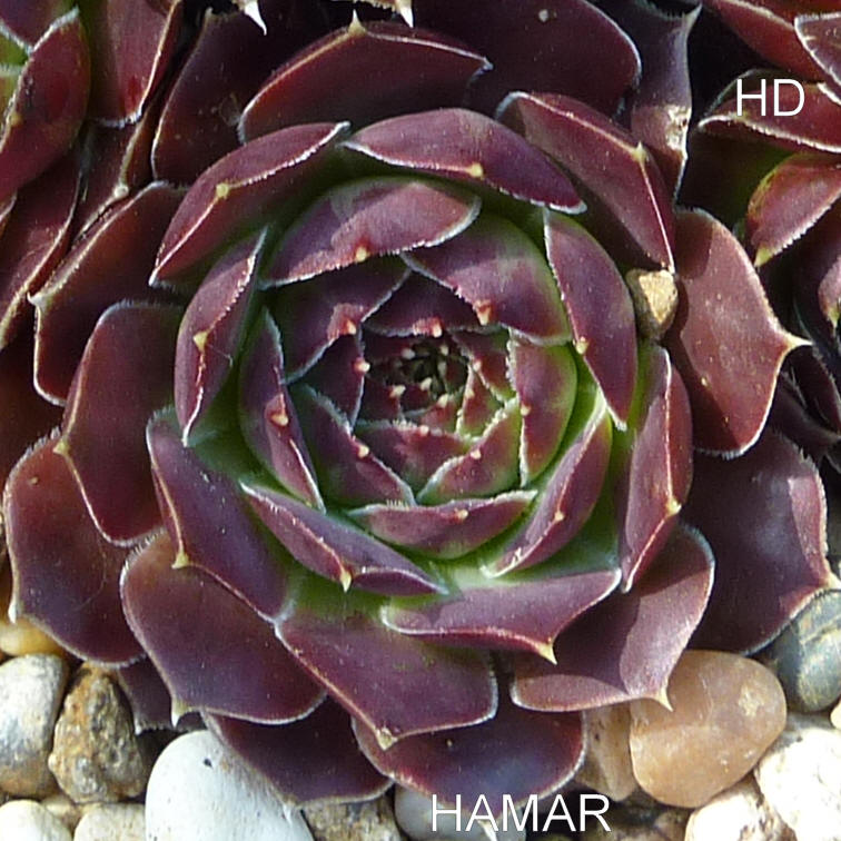 Hamar / Jovi