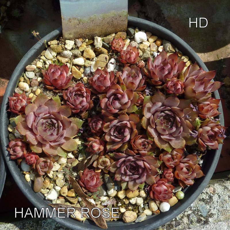 Hammer Rose