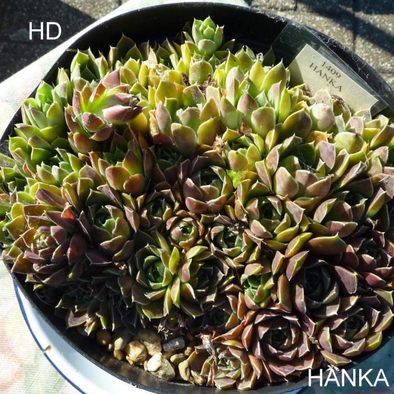 Hanka / Jovi
