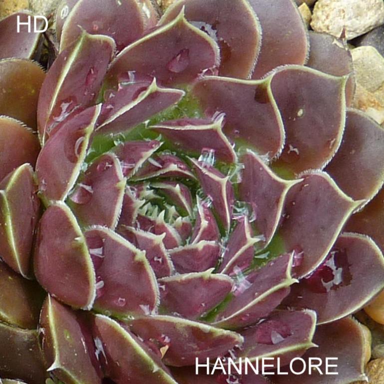 Hannelore / Jovi