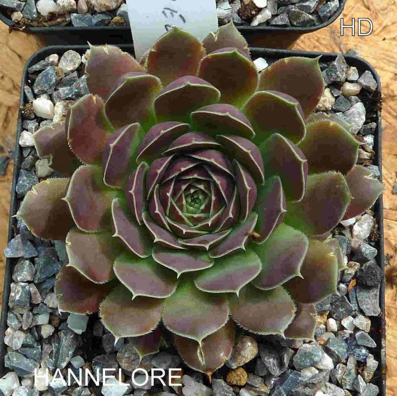 Hannelore / Jovi