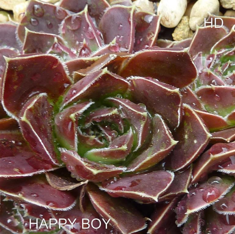 Happy Boy / Jovi