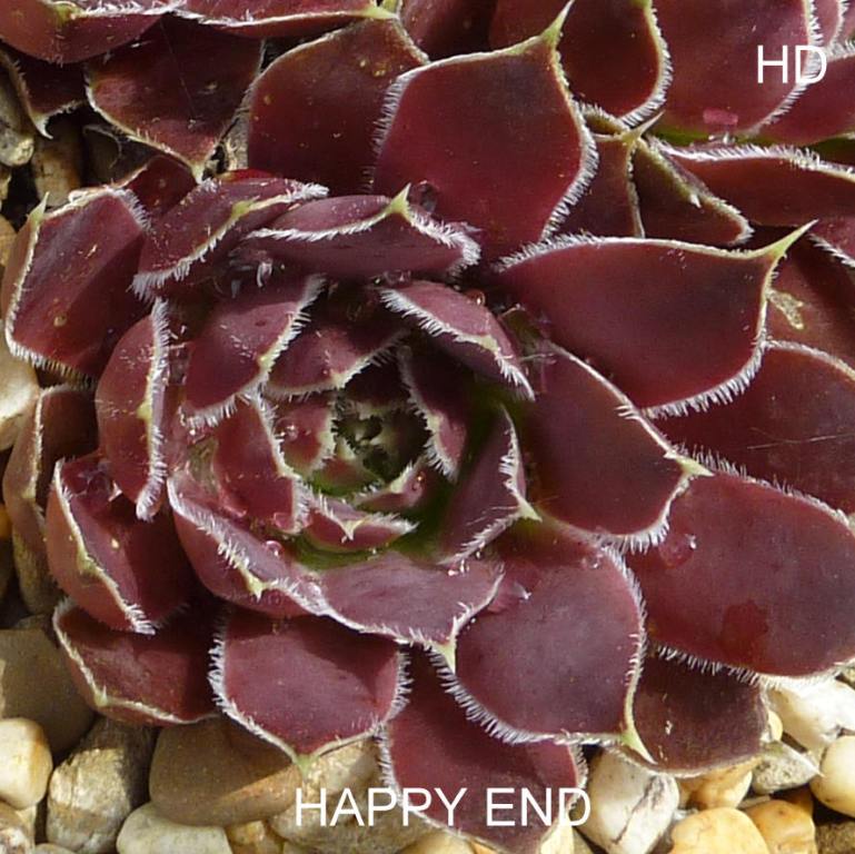 Happy End / Jovi