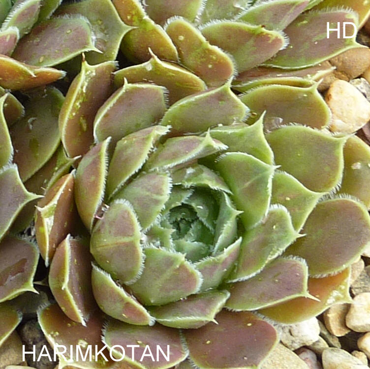 Harimkotan / Jovi