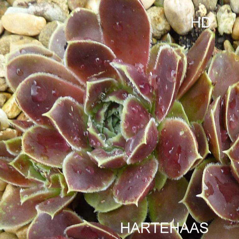 Hartehaas / Jovi