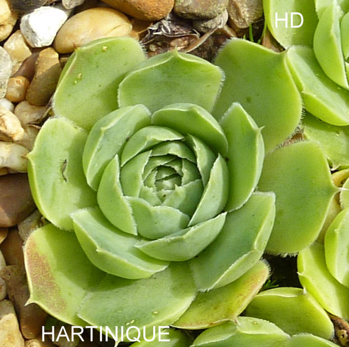 Hartinique / Jovi