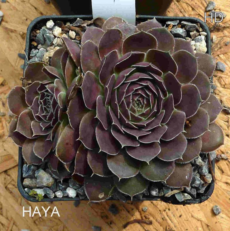 Haya / Jovi