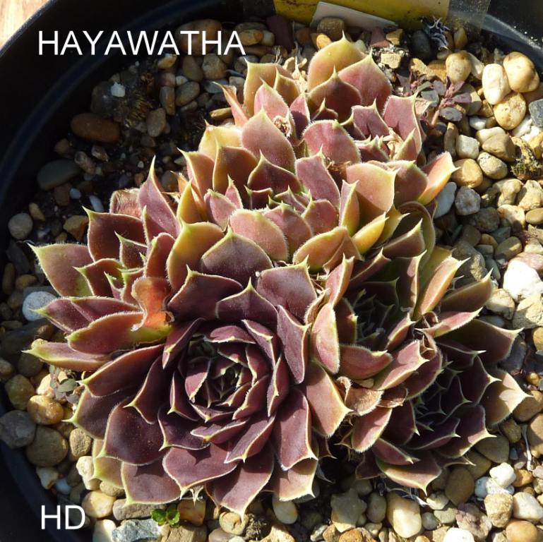 Hayawatha / Jovi