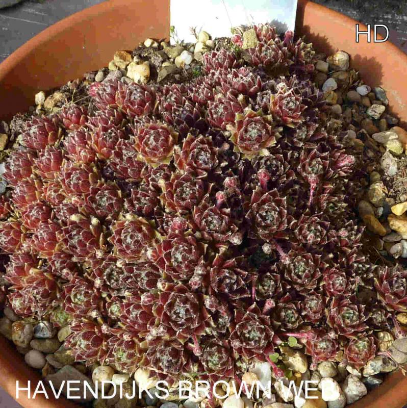 Havendijks Brown Web