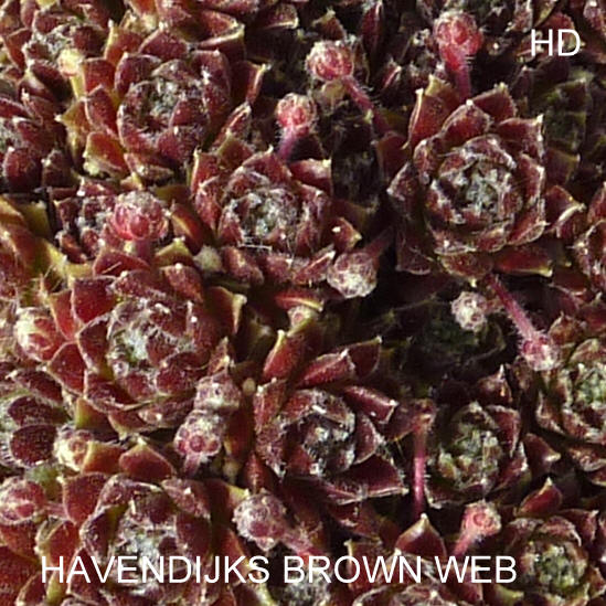 Havendijks Brown Web