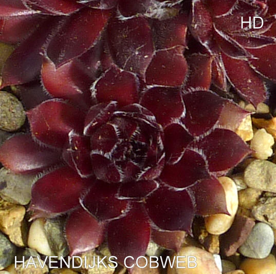 Havendijks Cobweb