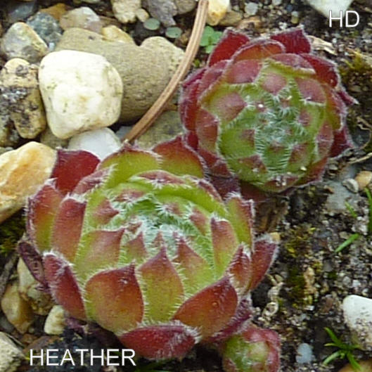 Heather