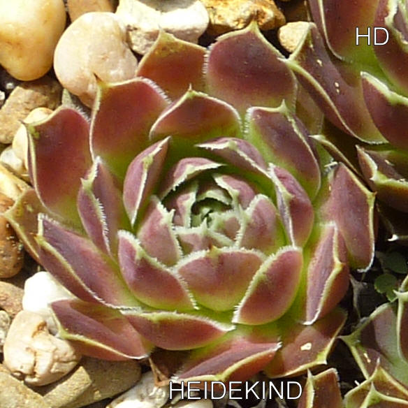 Heidekind / Jovi